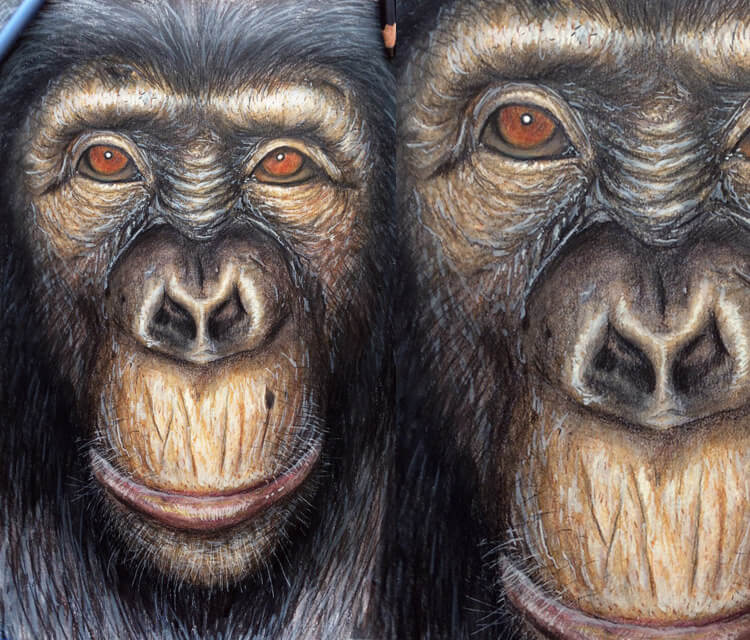 Ape color drawing by Dino Tomic