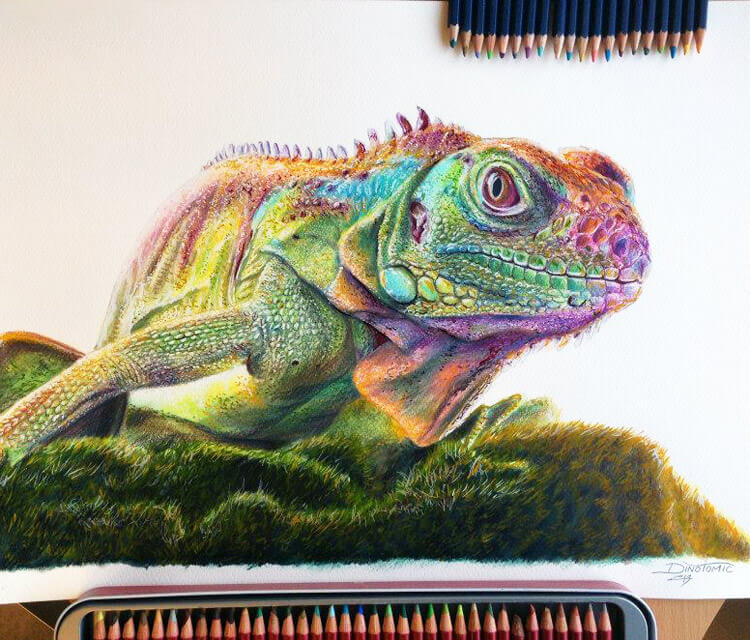 Iguana color drawing by Dino Tomic