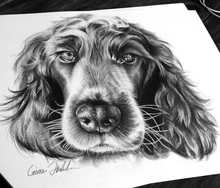 Dog pencil drawing by Gina Friderici