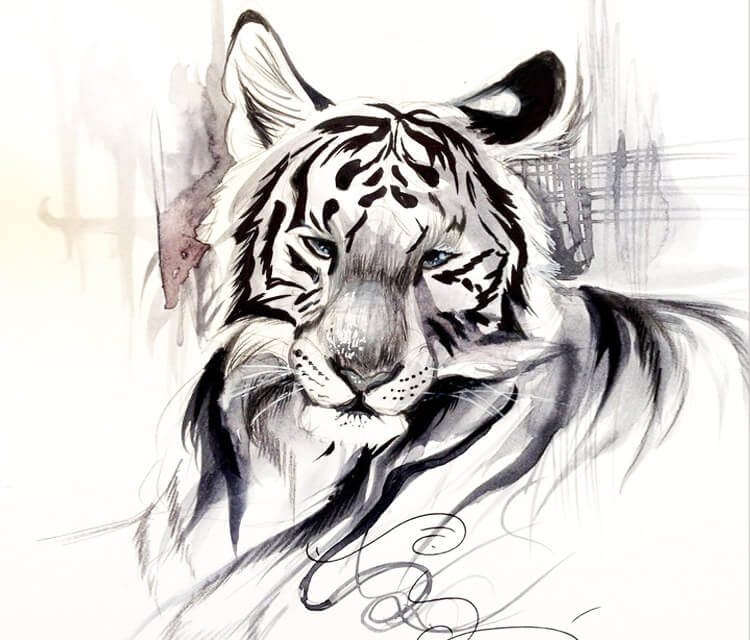 Ink Wash tiger drawing by Katy Lipscomb Art