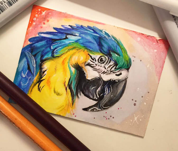 Macaw color drawing by Katy Lipscomb Art
