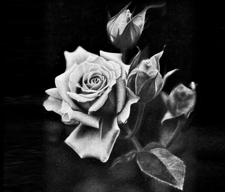 Rose by Maira Poli