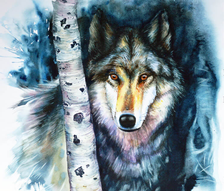 Canis Lupus watercolor painting by Peter Zuffa Bodliak