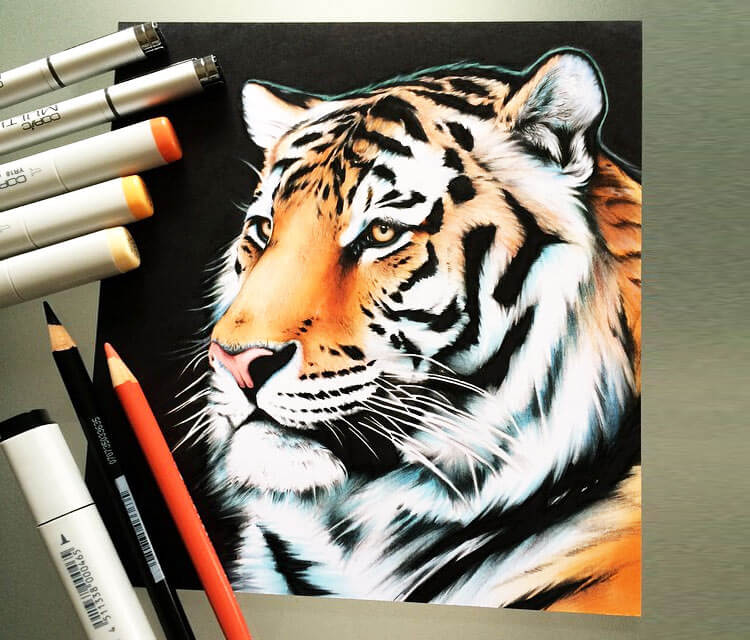 Tiger drawing by Stephen Ward