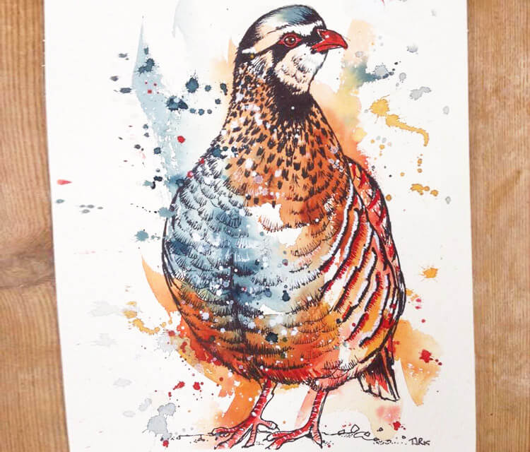 Red Legged Partridge watercolor painting by Tori Ratcliffe Art